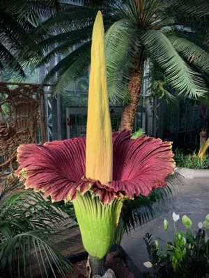  “The Corpse Flower” – A Thai Folk Story About Greed, Beauty, and Unexpected Consequences!